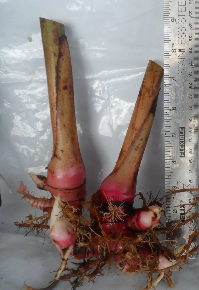 1 Beehive Ginger Rhizome, Zingiber spectabile, Exotic Tropical Flower - Image 2