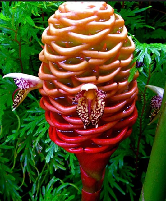 1 Beehive Ginger Rhizome, Zingiber spectabile, Exotic Tropical Flower - Image 3