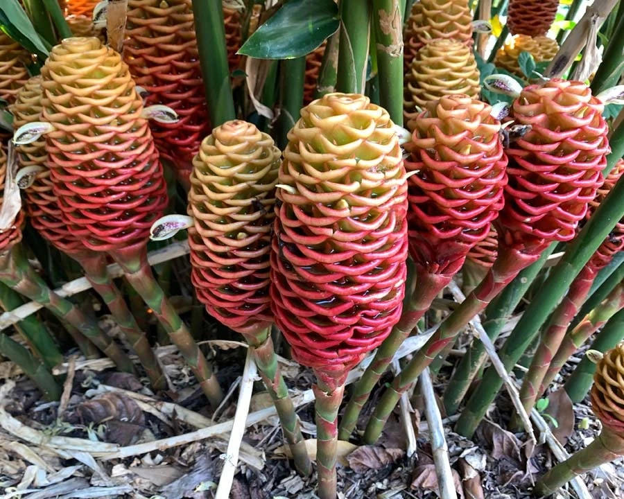 1 Beehive Ginger Rhizome, Zingiber spectabile, Exotic Tropical Flower - Image 4
