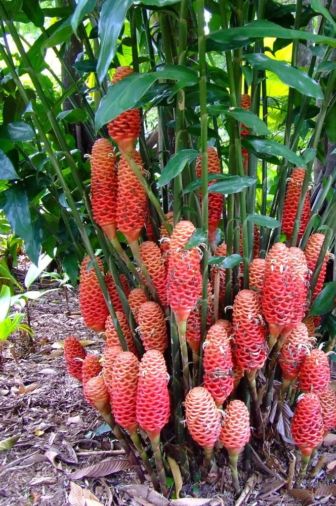 1 Beehive Ginger Rhizome, Zingiber spectabile, Exotic Tropical Flower - Image 1
