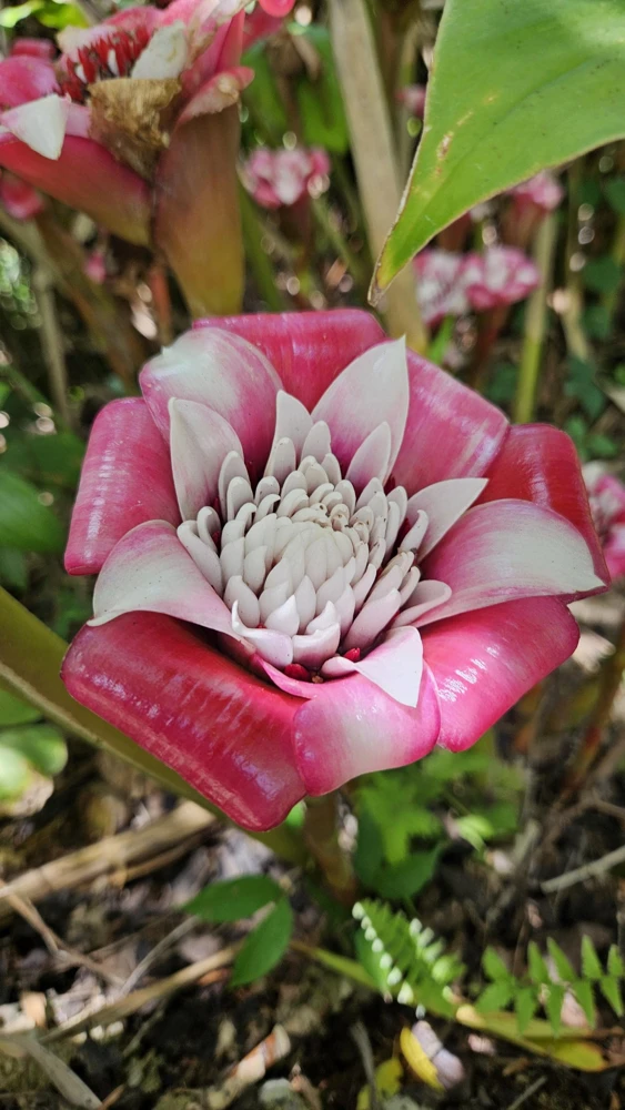 1 Etlingera Venusta Malay Rose Ginger Rhizome - Tropical Exotic Bloom Plant - Image 1