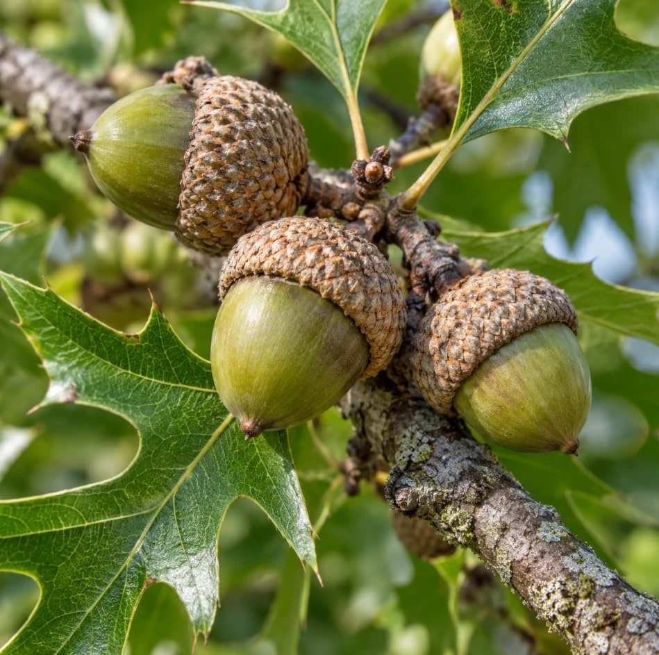 1 Pound Pin Oak Seeds - Red Oak Tree Seeds for Outdoor Planting - Image 4