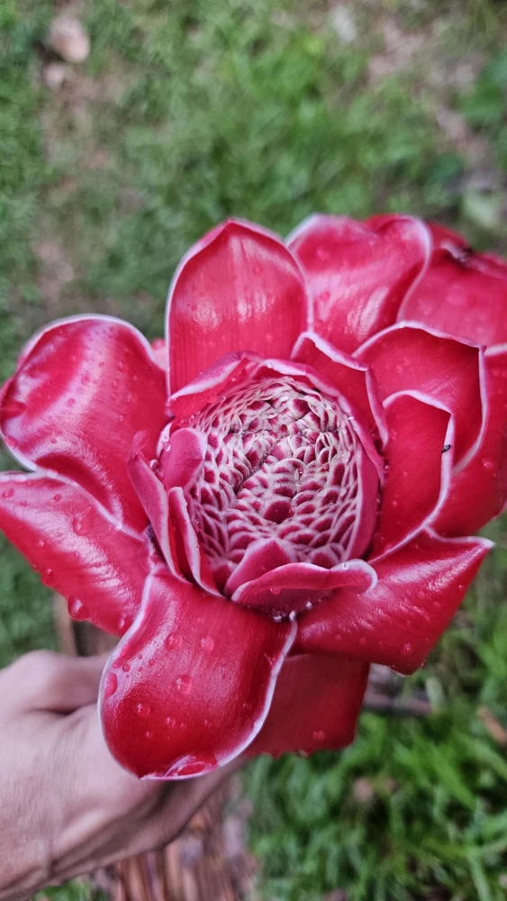 1 Red Torch Ginger Rhizome Live Plant - Etlingera Elatior Tropical Flower - Image 1
