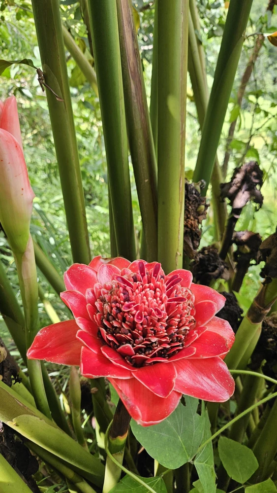 1 Siam Rose Torch Ginger Rhizome - Exotic Live Plant, Easy Grow - Image 1