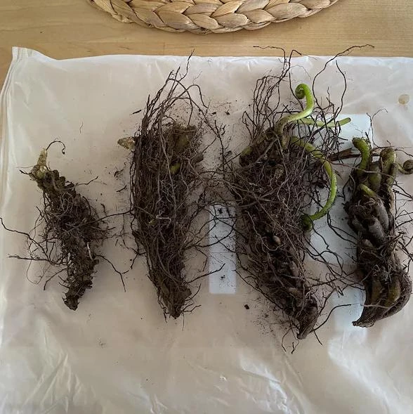 10 Assorted Fern Bare Roots – Mixed Varieties, 3-6 Inch, Shade Perennial - Image 3