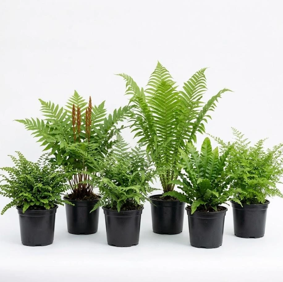 10 Assorted Fern Bare Roots – Mixed Varieties, 3-6 Inch, Shade Perennial - Image 1