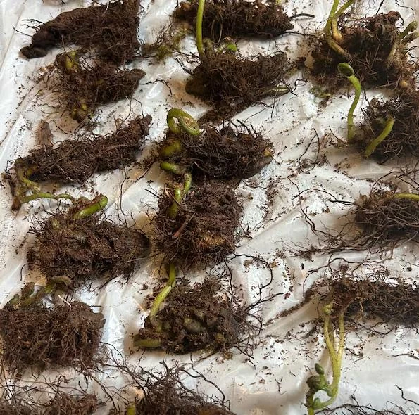 10 Assorted Fern Bare Roots – Mixed Varieties, 3-6 Inch, Shade Perennial - Image 4