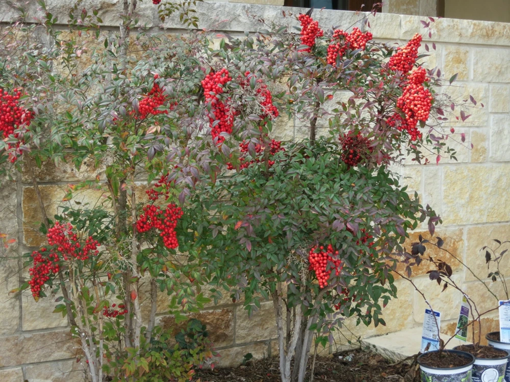 10 Domestic Nandina Live Plant – Heavenly Bamboo – 2.5 inch Pot – Outdoor Shrub - Image 5