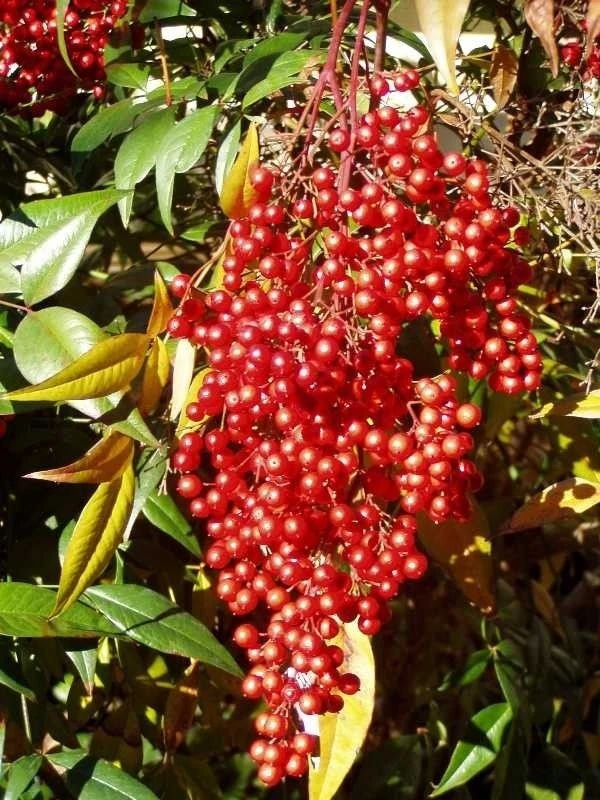 10 Domestic Nandina Live Plant – Heavenly Bamboo – 2.5 inch Pot – Outdoor Shrub - Image 1