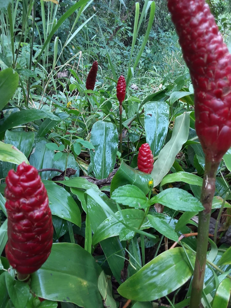 10 Shampoo Ginger Rhizomes - Zingiber zerumbet Awapuhi Kuahiwi Tropical Plant - Image 1