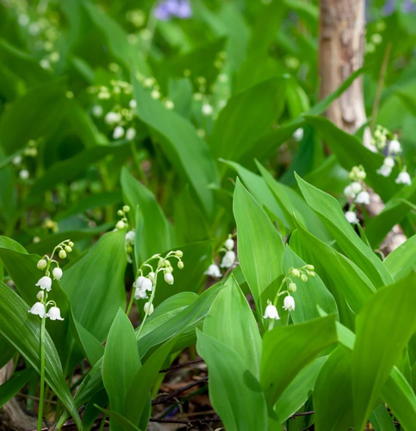 10 White Lily of the Valley Bare Roots - Convallaria Majalis Hardy Perennial Groundcover Pips - Image 10