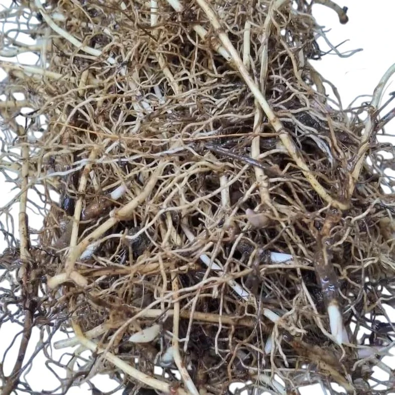 10 White Lily of the Valley Bare Roots - Convallaria Majalis Hardy Perennial Groundcover Pips - Image 11