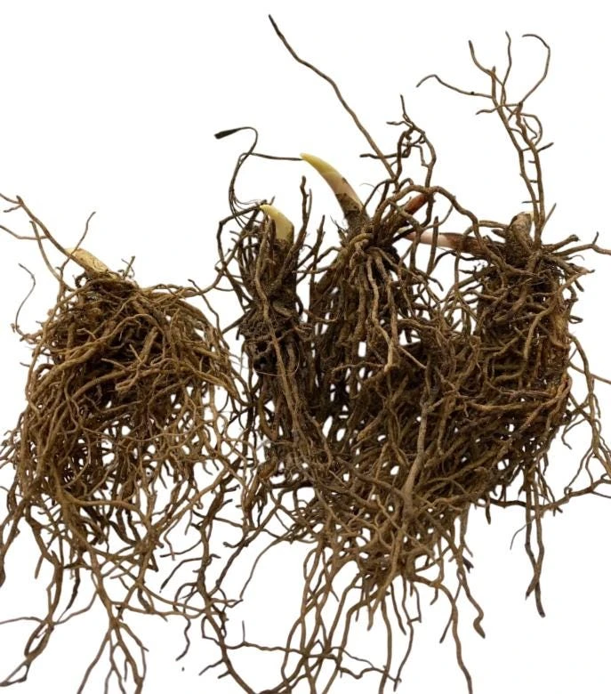 10 White Lily of the Valley Bare Roots - Convallaria Majalis Hardy Perennial Groundcover Pips - Image 12