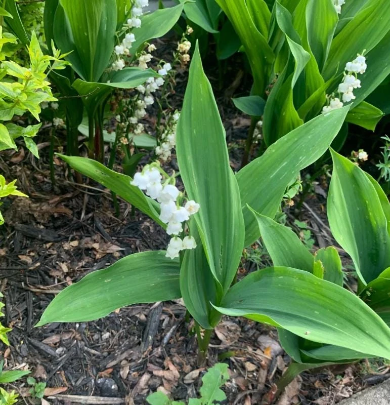 10 White Lily of the Valley Bare Roots - Convallaria Majalis Hardy Perennial Groundcover Pips - Image 2