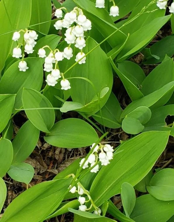 10 White Lily of the Valley Bare Roots - Convallaria Majalis Hardy Perennial Groundcover Pips - Image 3