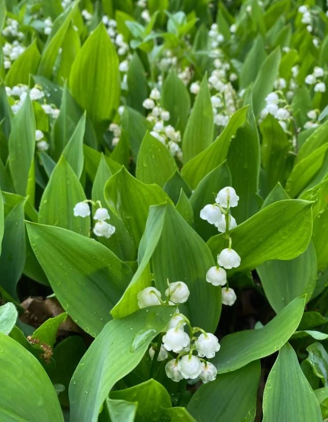 10 White Lily of the Valley Bare Roots - Convallaria Majalis Hardy Perennial Groundcover Pips - Image 4