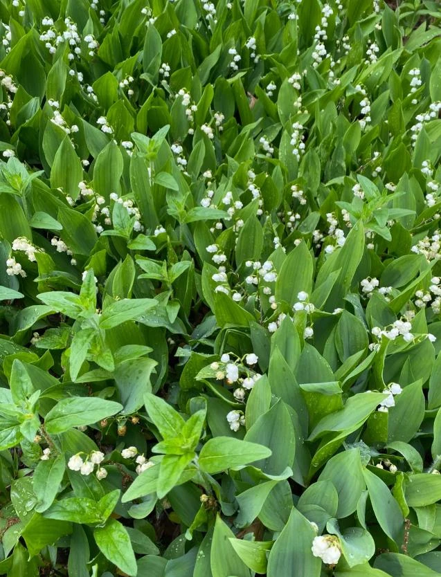 10 White Lily of the Valley Bare Roots - Convallaria Majalis Hardy Perennial Groundcover Pips - Image 5