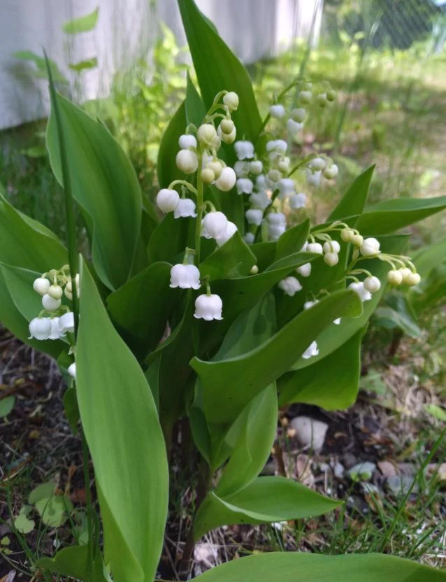 10 White Lily of the Valley Bare Roots - Convallaria Majalis Hardy Perennial Groundcover Pips - Image 6