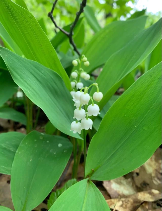10 White Lily of the Valley Bare Roots - Convallaria Majalis Hardy Perennial Groundcover Pips - Image 7