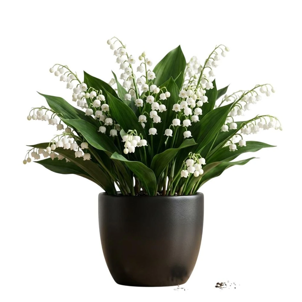 10 White Lily of the Valley Bare Roots - Convallaria Majalis Hardy Perennial Groundcover Pips - Image 1