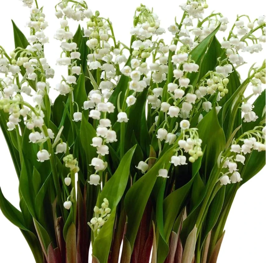 10 White Lily of the Valley Bare Roots - Convallaria Majalis Hardy Perennial Groundcover Pips - Image 8
