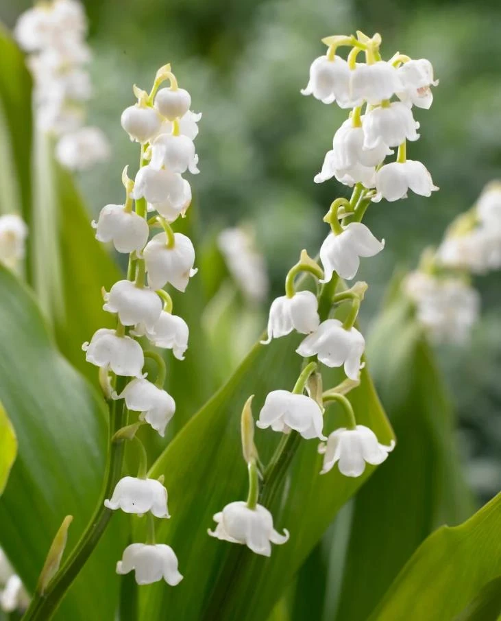 10 White Lily of the Valley Bare Roots - Convallaria Majalis Hardy Perennial Groundcover Pips - Image 9