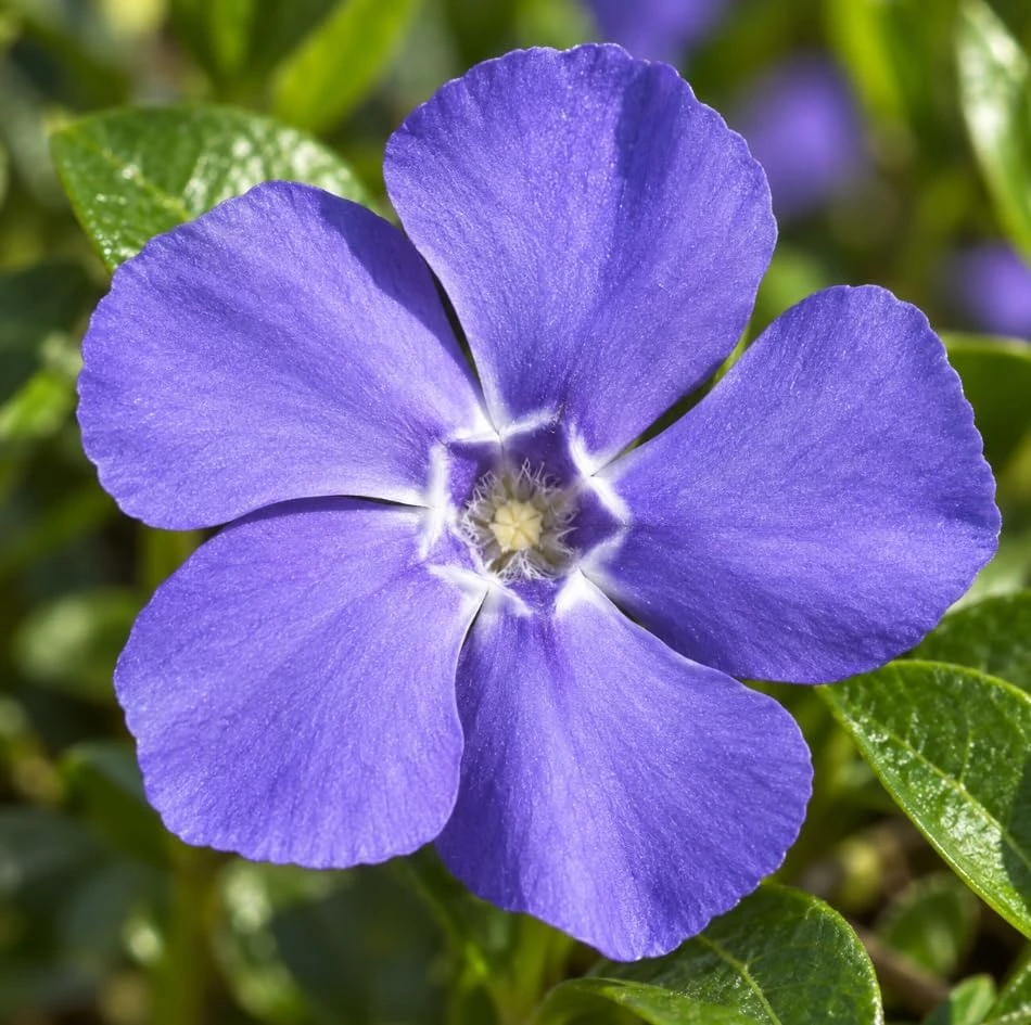 12 Blue Vinca Minor Live Plants - Hardy Perennial Ground Cover, 4-6" Long - Image 6