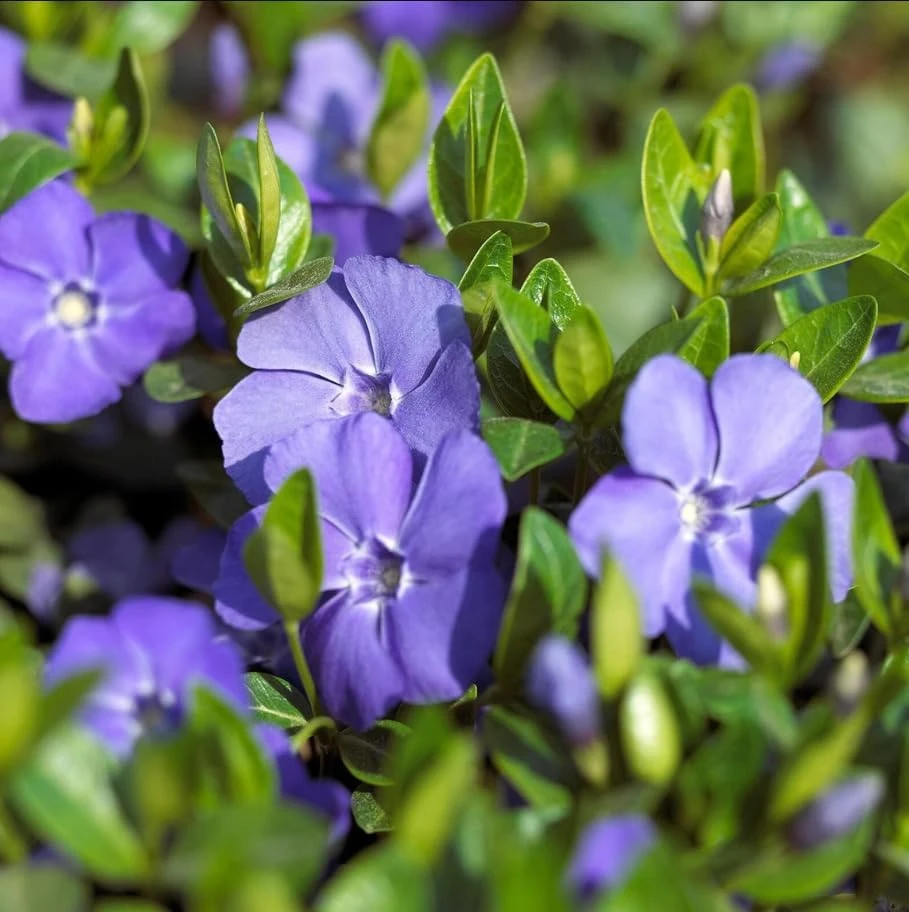 12 Blue Vinca Minor Live Plants - Hardy Perennial Ground Cover, 4-6" Long - Image 7