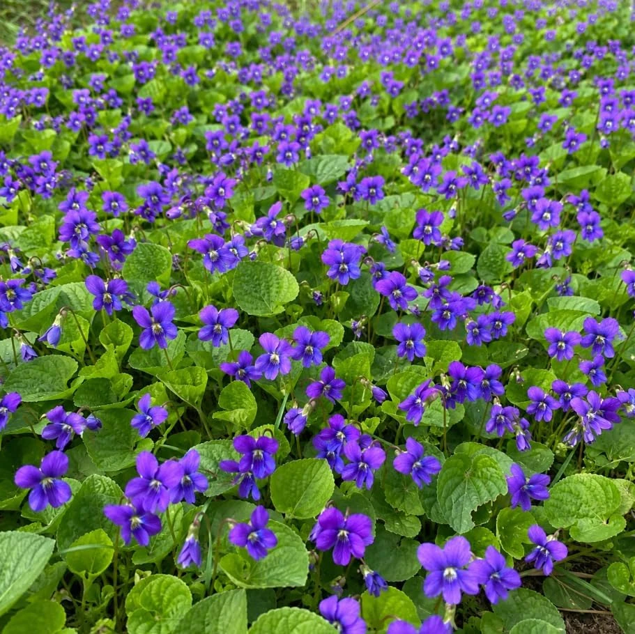 12 Common Blue Violet Roots - Live Viola Sororia Rhizomes, Perennial Ground Cover - Image 2
