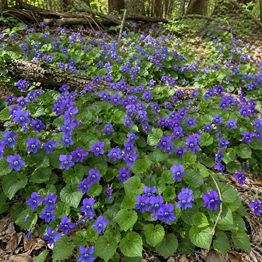 12 Common Blue Violet Roots - Live Viola Sororia Rhizomes, Perennial Ground Cover - Image 4