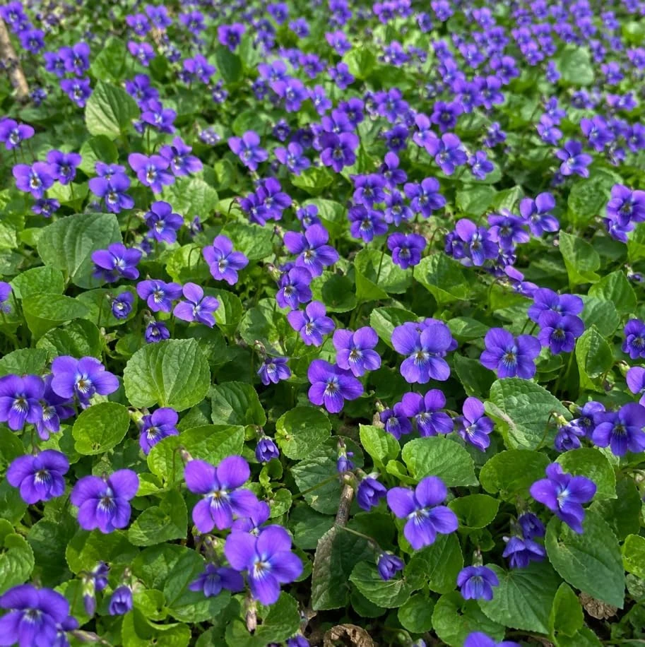 12 Common Blue Violet Roots - Live Viola Sororia Rhizomes, Perennial Ground Cover - Image 5