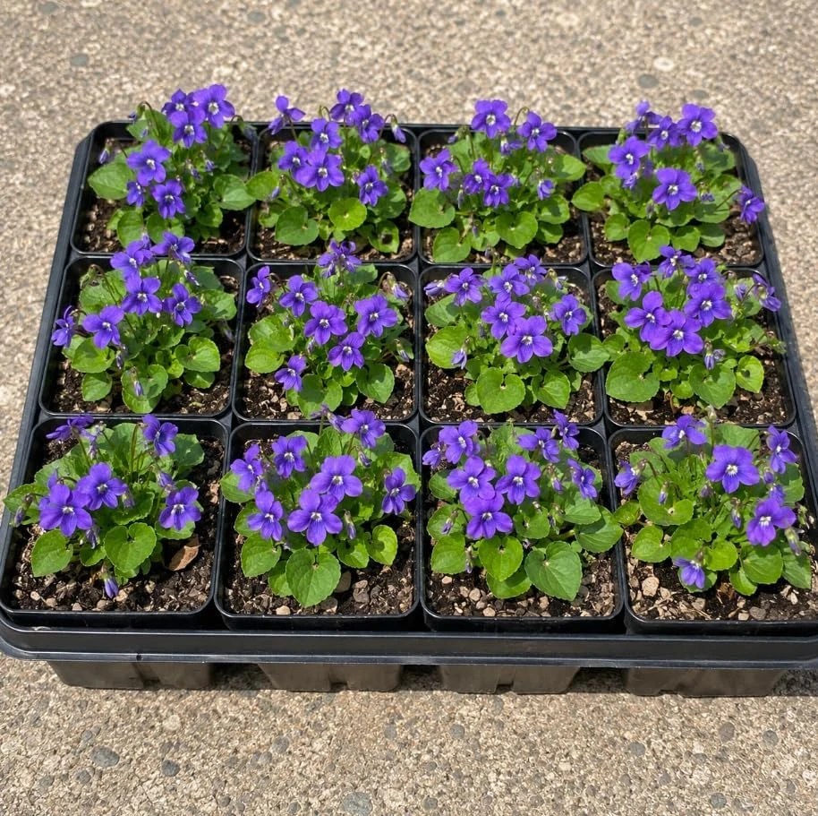 12 Common Blue Violet Roots - Live Viola Sororia Rhizomes, Perennial Ground Cover - Image 1
