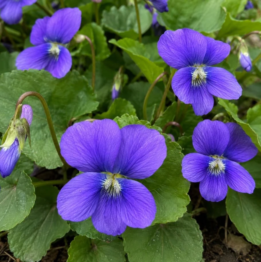 12 Common Blue Violet Roots - Live Viola Sororia Rhizomes, Perennial Ground Cover - Image 7
