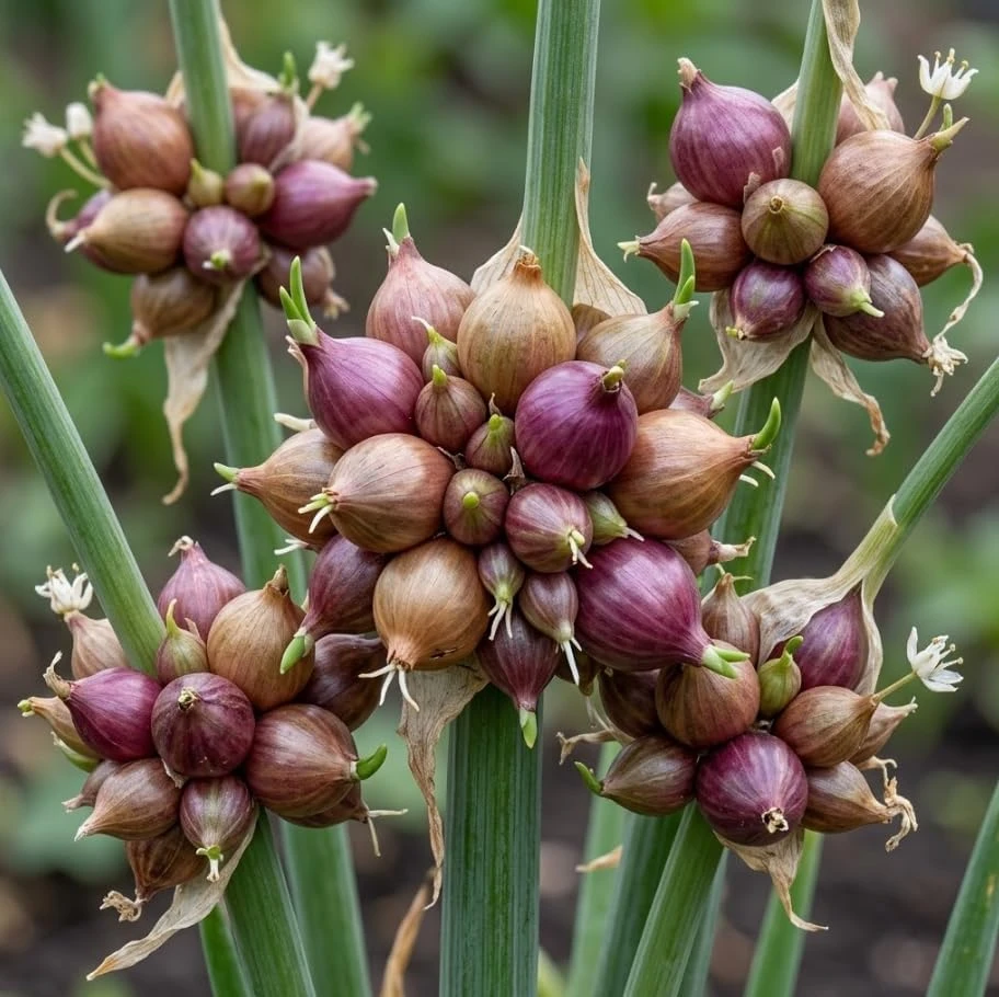 12 Egyptian Walking Onion Bulbils - Perennial Tree Onion Bulbs - Image 1