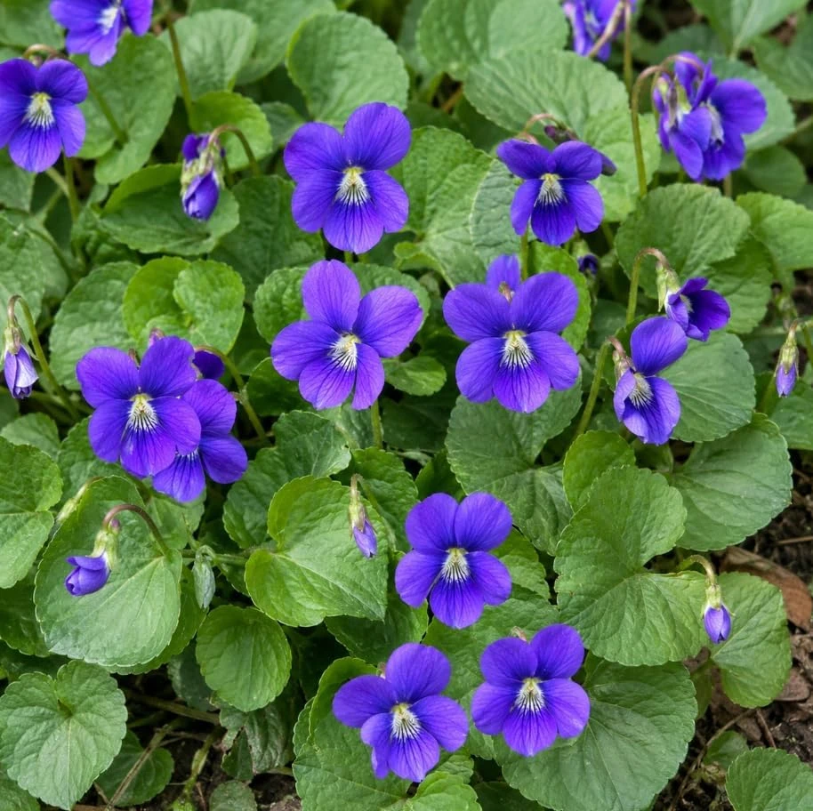 12 Wild Blue Violet Roots Live Plants - Ground Cover Viola Sororia Perennial - Image 1