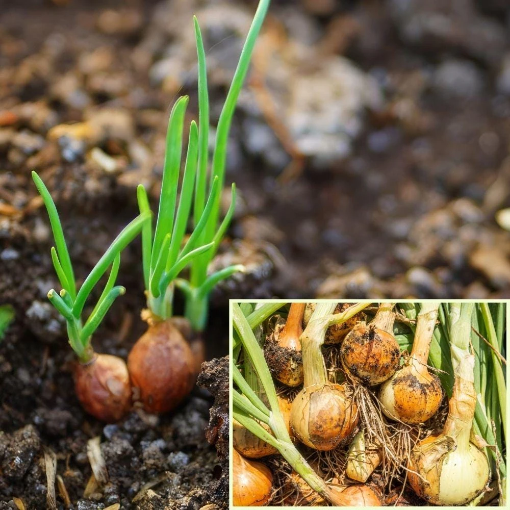 15 Green Onion Bare Roots - Easy-Care Vegetable for Small Gardens - Image 1