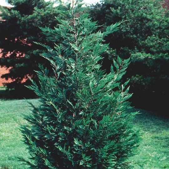 15 Leyland Cypress Live Trees 6-12 inches Tall - Fast Growing Privacy Hedge - Image 1