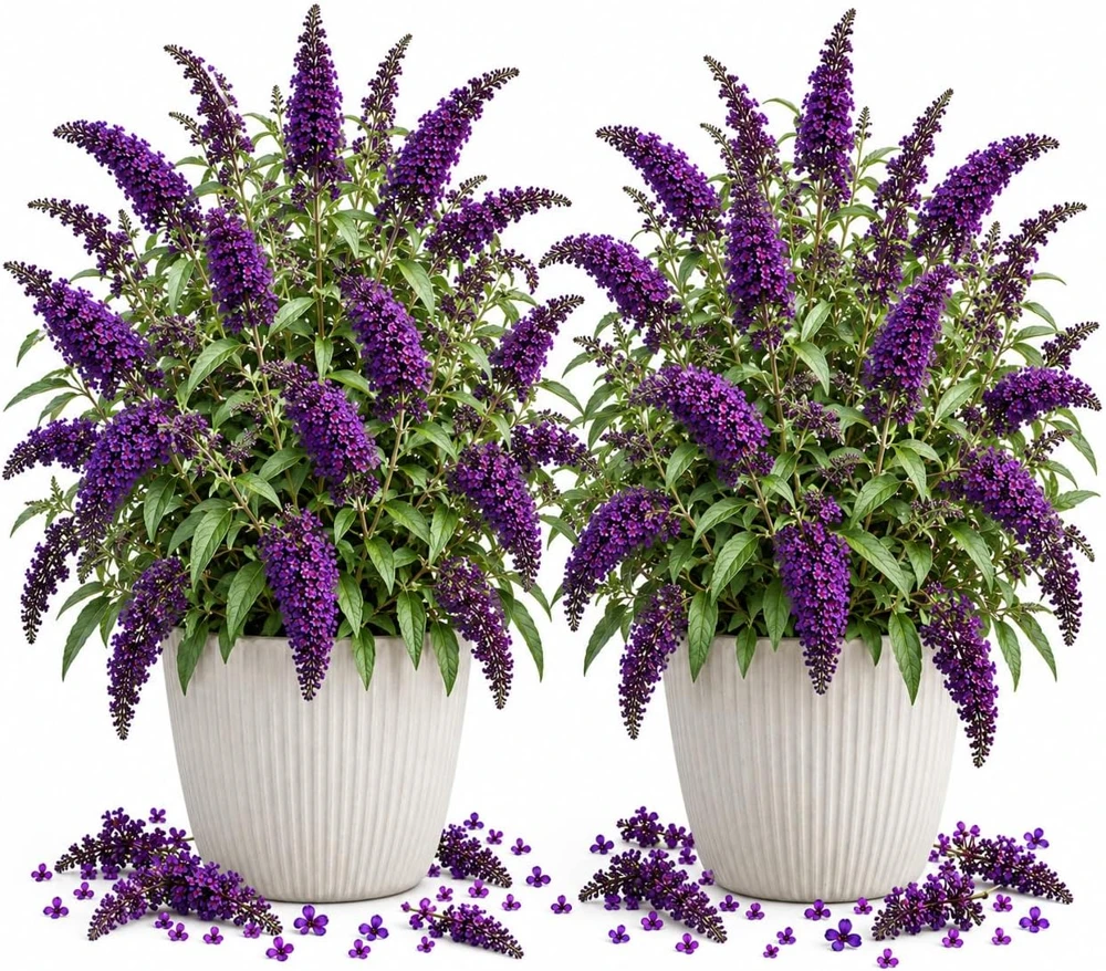 2 Black Purple Butterfly Bush Live Plants, Buddleia Flowering Shrubs, 4-7 Inches Tall - Image 1