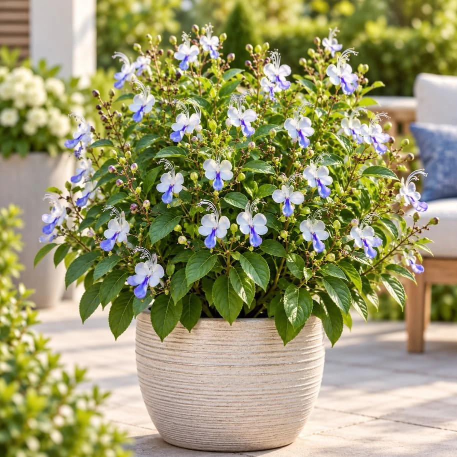 2 Blue Butterfly Clerodendrum Live Plants, 4-8 Inches, Tropical Flowering Shrub - Image 4