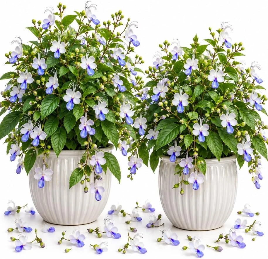 2 Blue Butterfly Clerodendrum Live Plants, 4-8 Inches, Tropical Flowering Shrub - Image 1