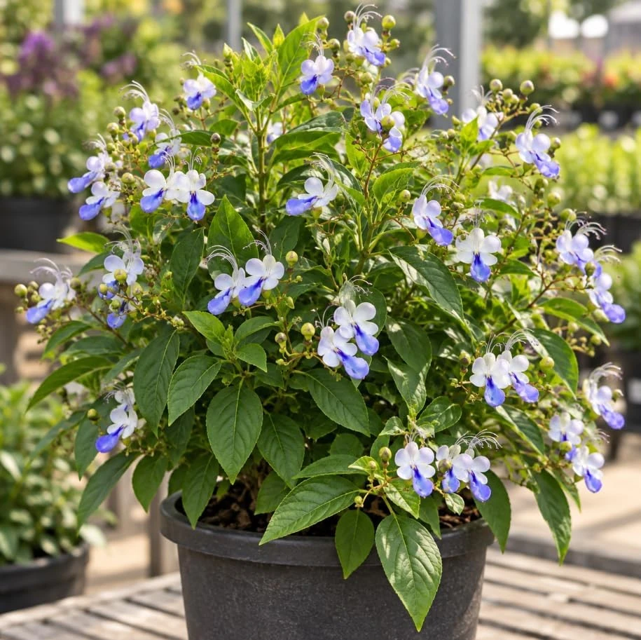 2 Blue Butterfly Clerodendrum Live Plants, 4-8 Inches, Tropical Flowering Shrub - Image 7