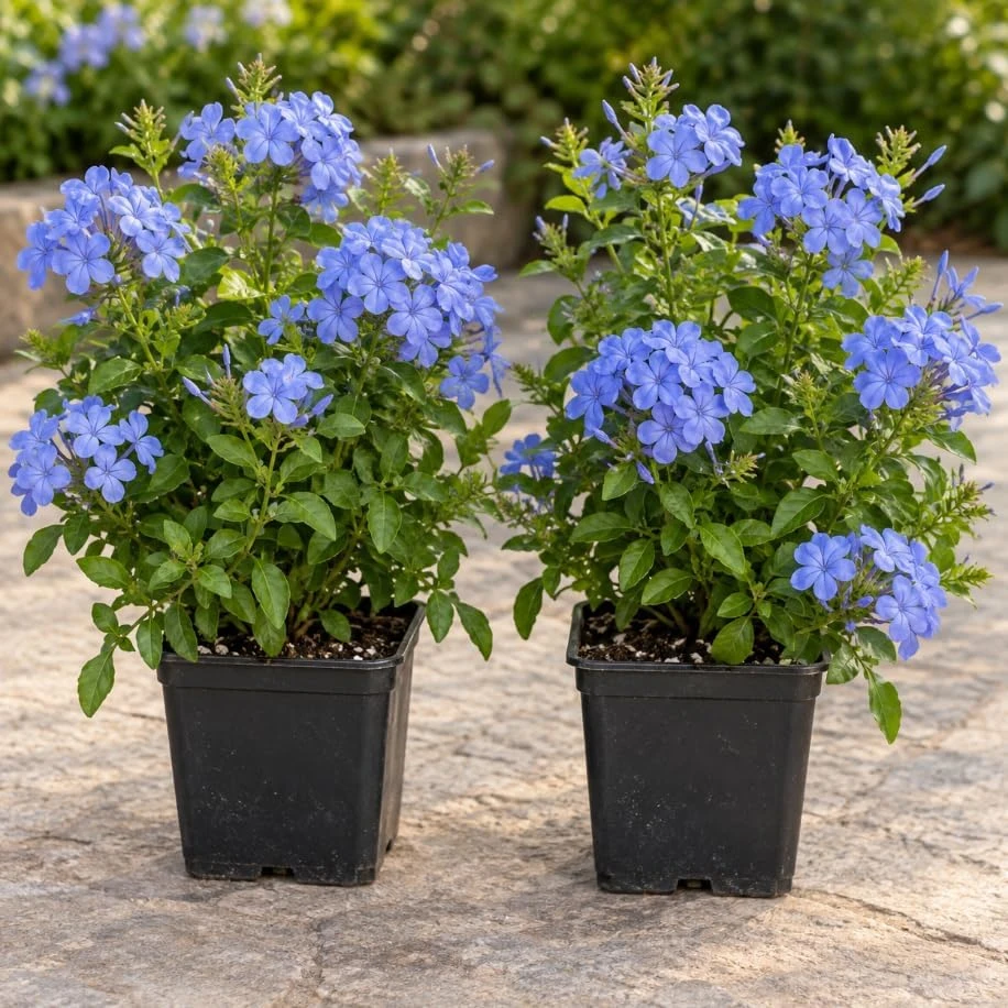 2 Blue Plumbago Live Plants - Cape Plumbago Shrub, 4 Inch Pot, Outdoor - Image 1