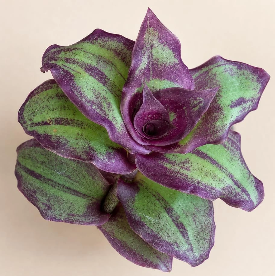 2 Burgundy Callisia Live Plant Potted Houseplant, Vibrant Indoor Trailing, 2-Inch Pot - Image 4