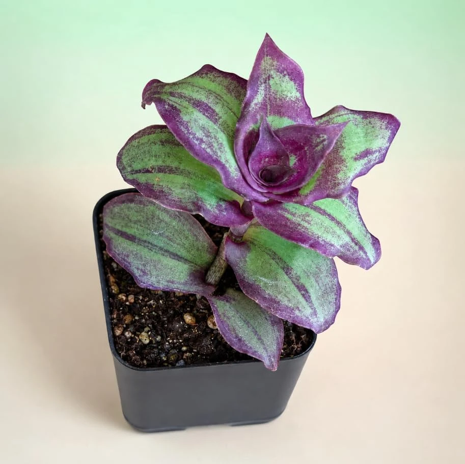2 Burgundy Callisia Live Plant Potted Houseplant, Vibrant Indoor Trailing, 2-Inch Pot - Image 6