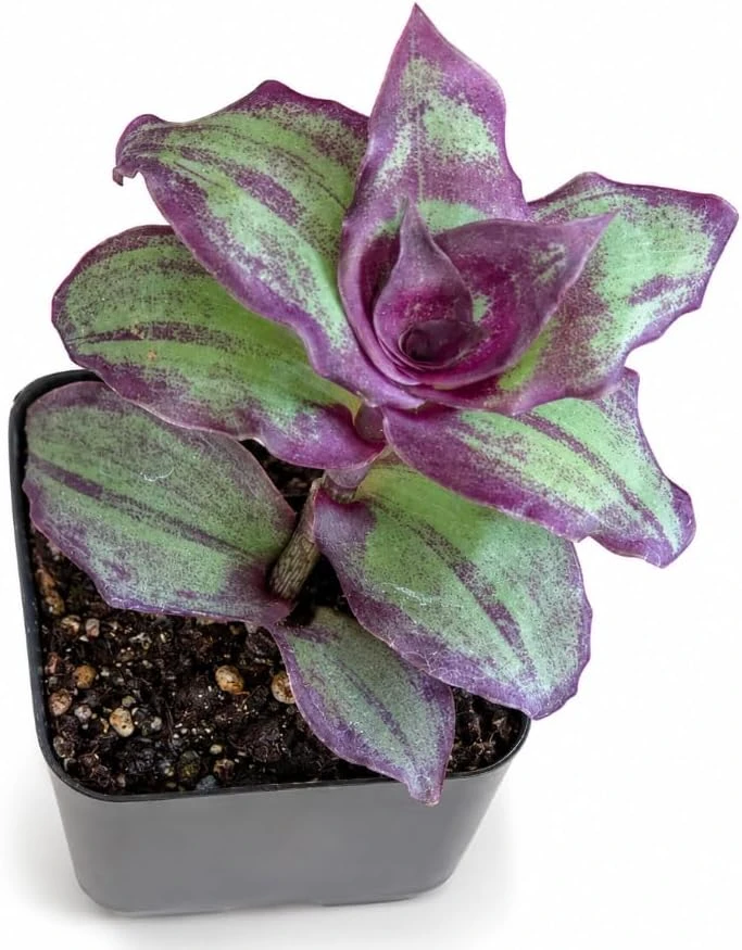 2 Burgundy Callisia Live Plant Potted Houseplant, Vibrant Indoor Trailing, 2-Inch Pot - Image 7