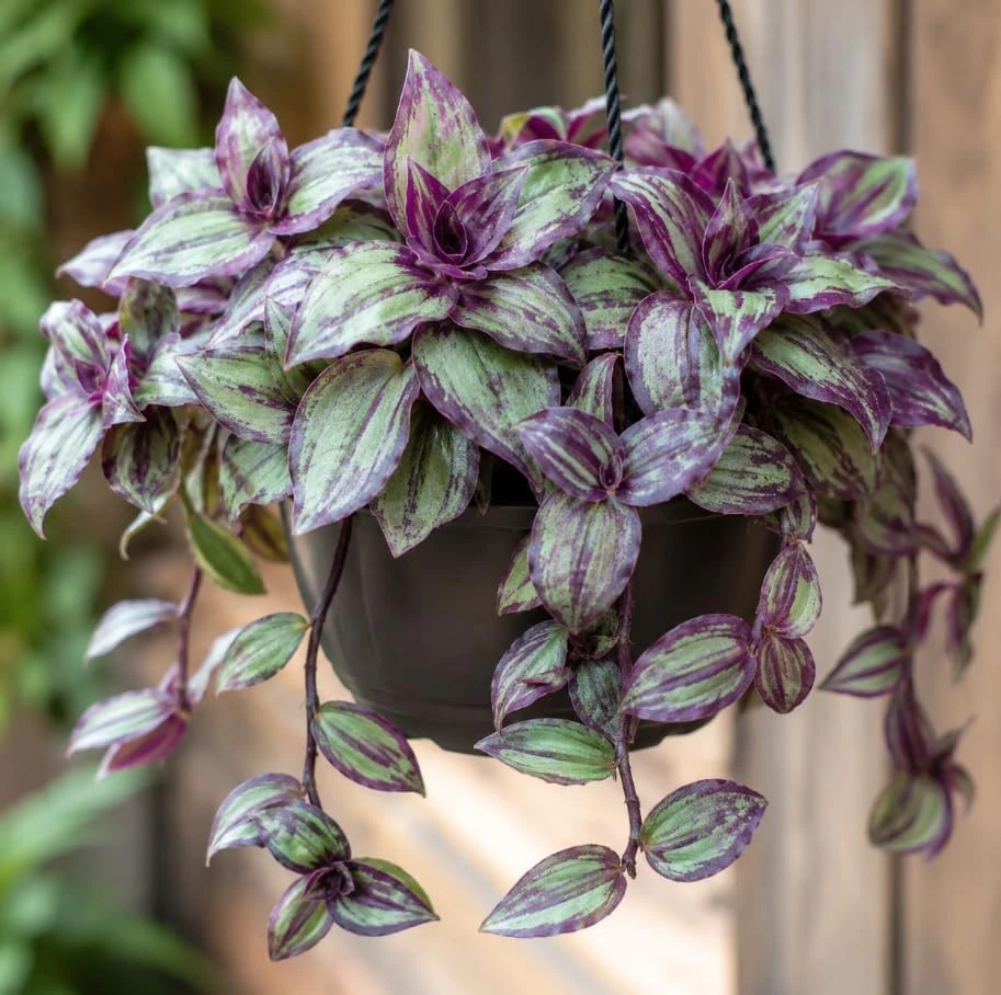 2 Burgundy Callisia Live Plant Potted Houseplant, Vibrant Indoor Trailing, 2-Inch Pot - Image 1