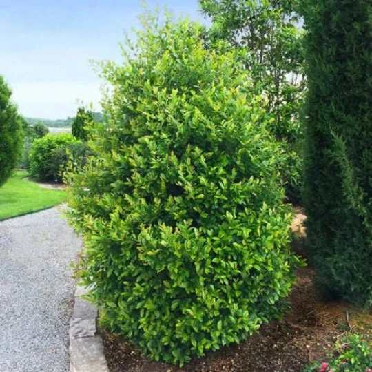 2 Cherry Laurel Live Plants – Prunus caroliniana – 6-12" Tall in 2.5" Pots - Image 1