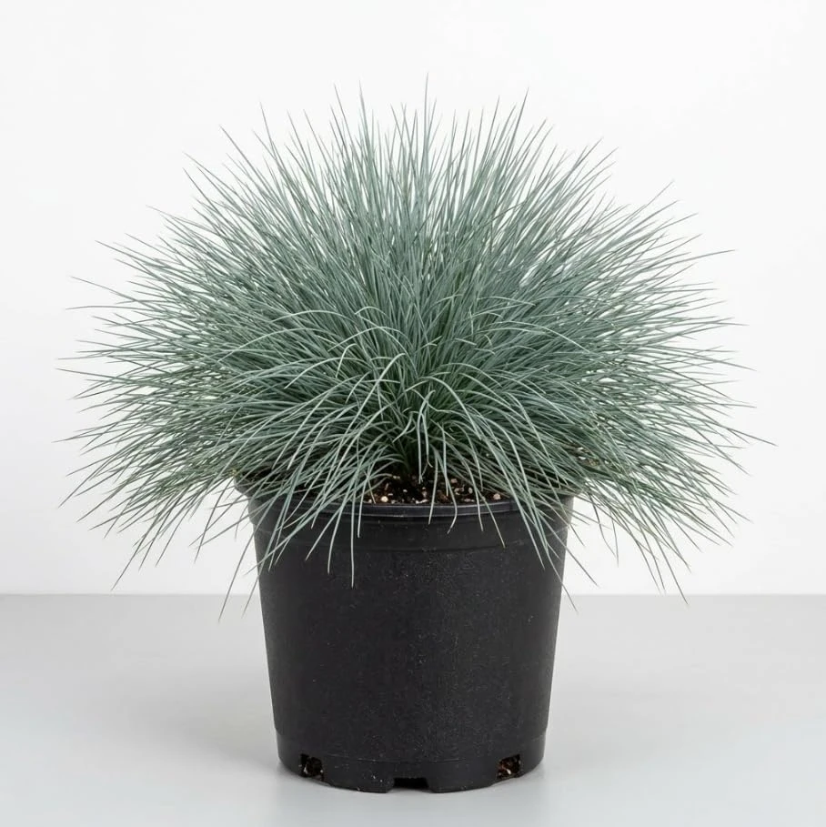 2 Clumps Blue Fescue Live Plant - Ornamental Grass, Hardy, 4 inch Pot - Image 1