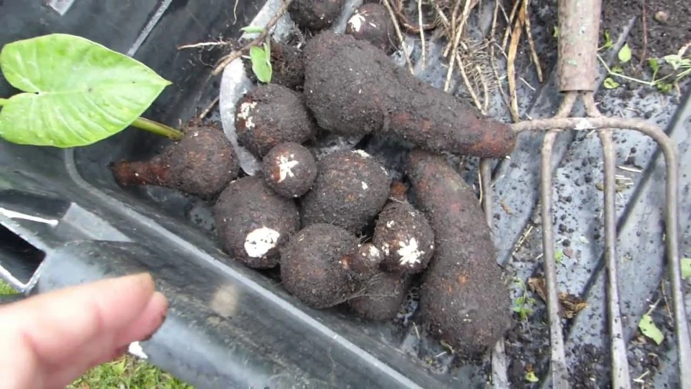 2 Colocasia Esculenta Bulbs - Elephant Ear, Taro, Gabi - Edible & Easy Grow - Image 1