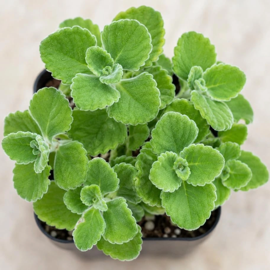 2 Cuban Oregano Live Plants - Broadleaf Thyme Culinary Herb Perennial - Image 2